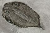 Dalmanites Trilobite Fossil - New York #99027-5